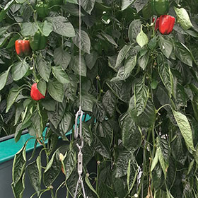 How to Grow Greenhouse Peppers