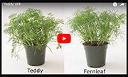 Herb Disks Teddy Dill