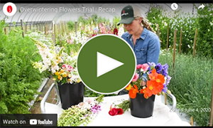 Overwintering Flowers Trial Recap - Video from Johnny's Flower Trialing Team