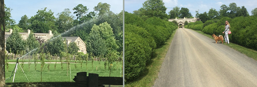 An orchard of 200 freshly planted specimens borders the newly installed swimming pool.