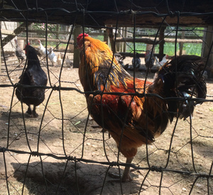 Fancy poultry pens border the summer vegetable garden.