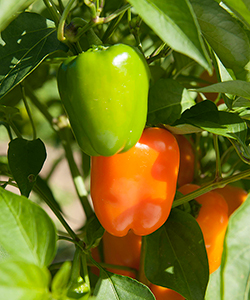 Eros Organic (F1) Pepper Eros Organic (F1) Pepper