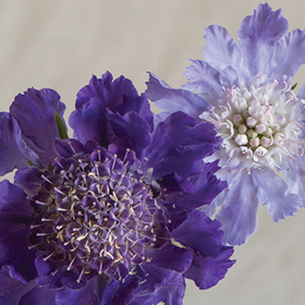 How to Grow Caucasian Scabiosa