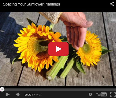 Spacing Sunflower Plantings Spacing Sunflower Plantings