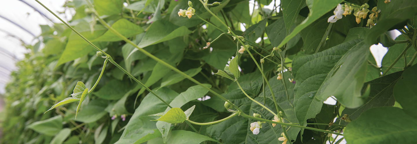 Pole beans on the vine