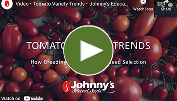 View the full video of our Tomato Variety Trends Webinar: How Breeding Influences Your Seed Selection Video