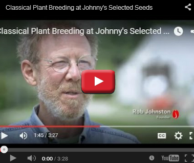 Plant Breeding at Johnny's