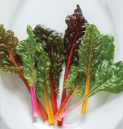 Bright Lights Swiss Chard • 1998 AAS Winner