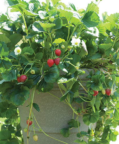 Container planting of 'Elan' strawberries, a day-neutral variety.