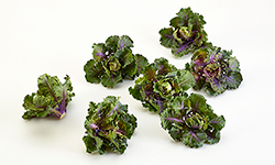 Kalettes