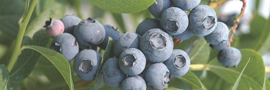 Johnny's Blueberry Harvest Program