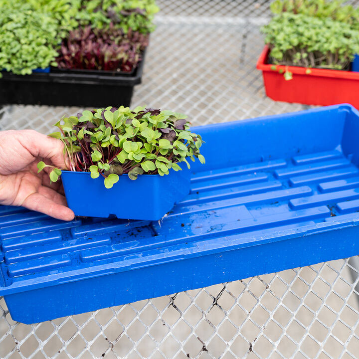 Microgreen Supplies