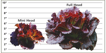 Size Comparison - Mini v Full-size Head Lettuce