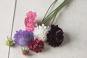 'Pincushion Formula Mix' produces sturdy tall plants in a wide pallette of black, blue, lemon, bright red, salmon rose, and white.