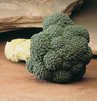 Marathon Broccoli