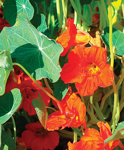 Nasturtium, a vigorous, easily grown plant in full sun, which blooms and thrives in poor soil and dry conditions.