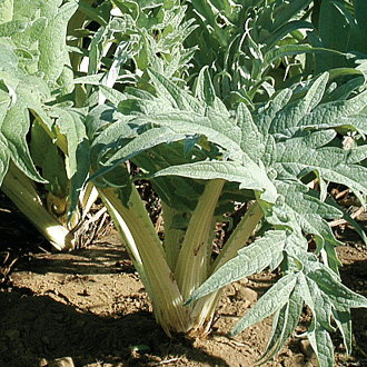 How to Grow Cardoon