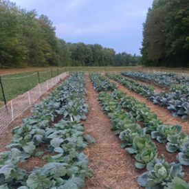 Implementing No-Till Farming Practices