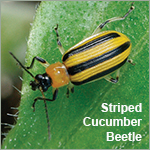 Controls can be combined for treating European Corn Borer or Cucumber Beetles