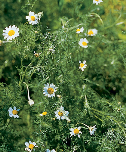 Roman chamomile plant, sown from seed in fall or spring, offers evergreen foliage, rich fragrance, and a groundhugging habit.