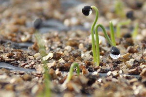 Seedlings started in flats at our research farm in Albion, Maine