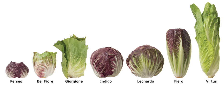 Johnny's Radicchio Types