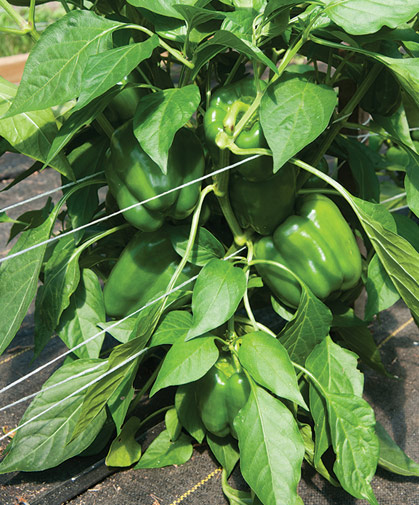Bell peppers growing on black mulch and trellised to keep the plants and developing fruits up off the ground.