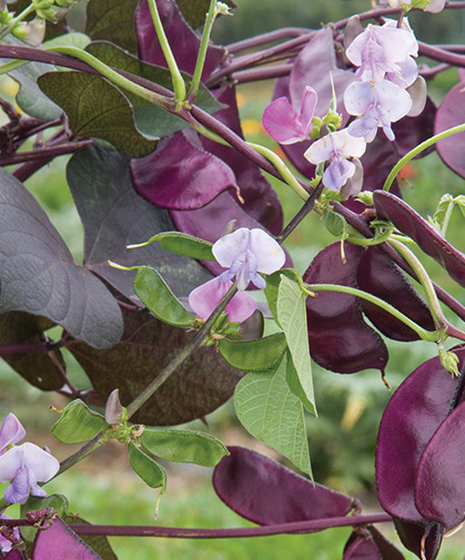 Hyacinth bean, with its bluish-purple flowers and red-violet pods, is an ornamental and forage crop.