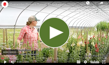 View Our Overwinter Flower Tunnel Snapdragons Video