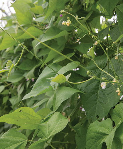 A planting of pole beans showing the vines, leaves, and flowers, as well as developing seed pods.