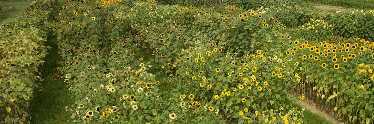 Field of sunflowers