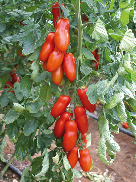 Pozzano Tomato