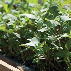 Best Microgreens for the Beginning Grower