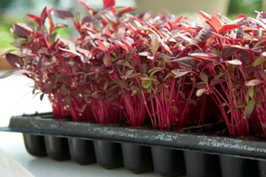 Sow Microgreens at appropriate density, cover, & water in