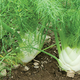How to Grow Pelleted Fennel Bulb