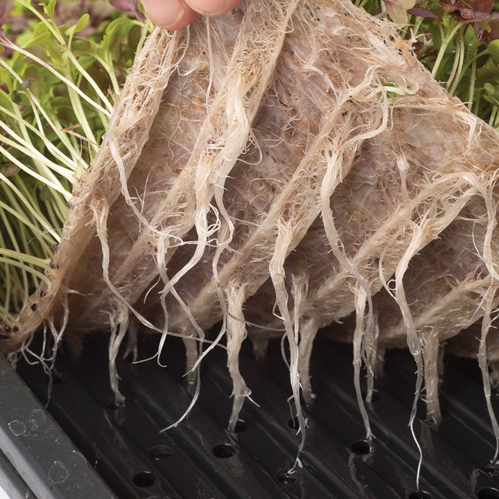 Roots growing in grow mat