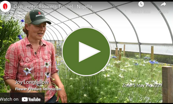 View Our Overwinter Flower Tunnel Nigella Video