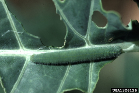 cabage worm damage on brassica seedling