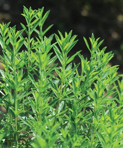 Winter savory plants; thrive in full sun of at least 6 hours per day in well-draining, slightly alkaline soil.