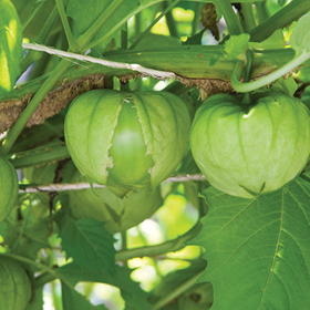 How to Grow Tomatillos