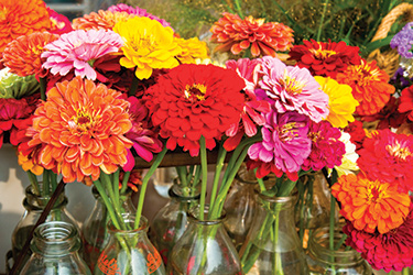 Zinnias are diverse & versatile