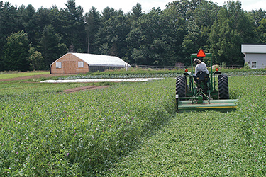 Chopping the Spring Green Manure Mix