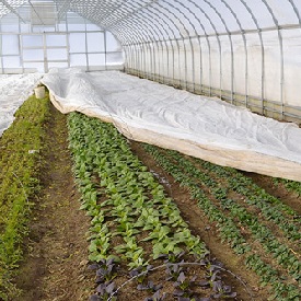 Winter Growing Guide