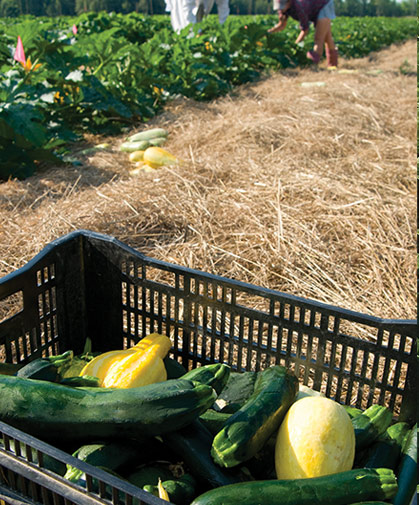Several varieties of summer squash being harvested from the field for evaluation by our breeding team.