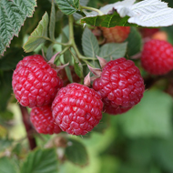 Nova Raspberry Plants