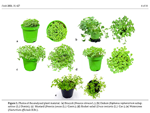 Study of Brassica Microgreens