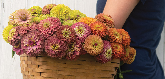 Queen Lime Zinnia Series • Easy workhorse flower