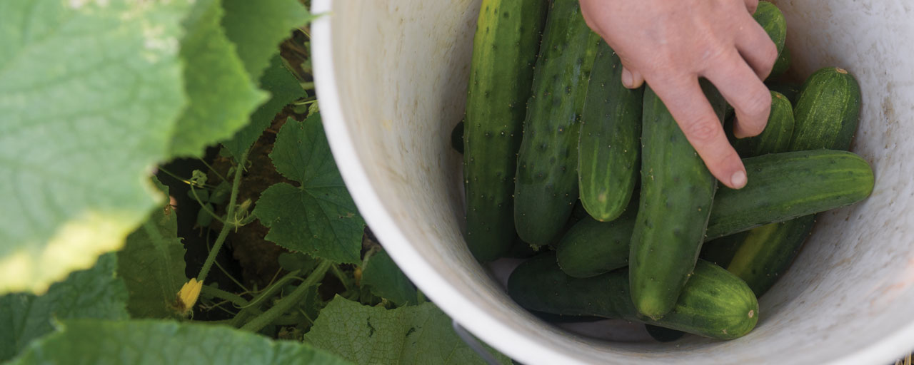 Plan for Pickle Season