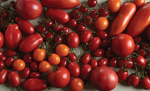 Tomato Variety Trends: How Breeding Influences Your Seed Selection Webinar