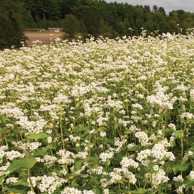 How to Grow Legumes